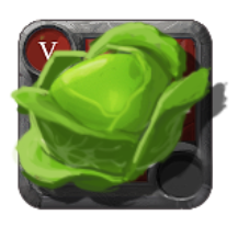 Cabbage